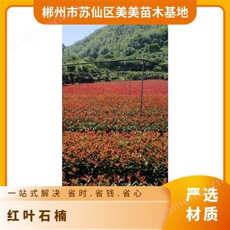 红叶石楠 可配送 高度厘米40-60 当天 规格18x20