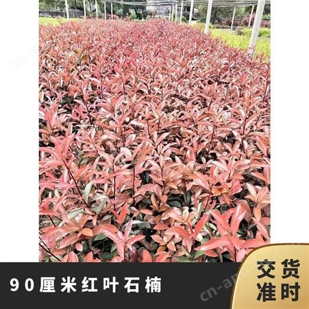 红叶石楠 可配送 高度厘米40-60 当天 规格18x20